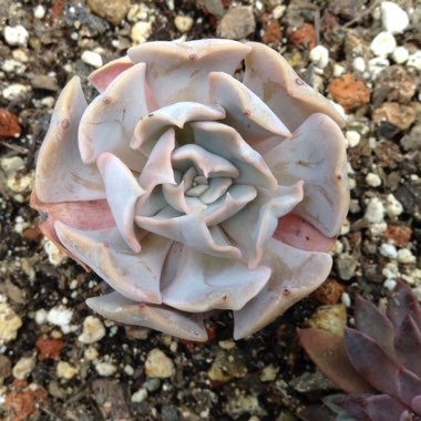 Echeveria Doppler