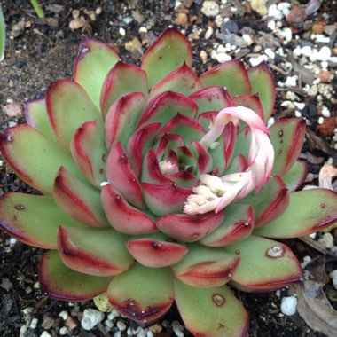 Echeveria Benimusume