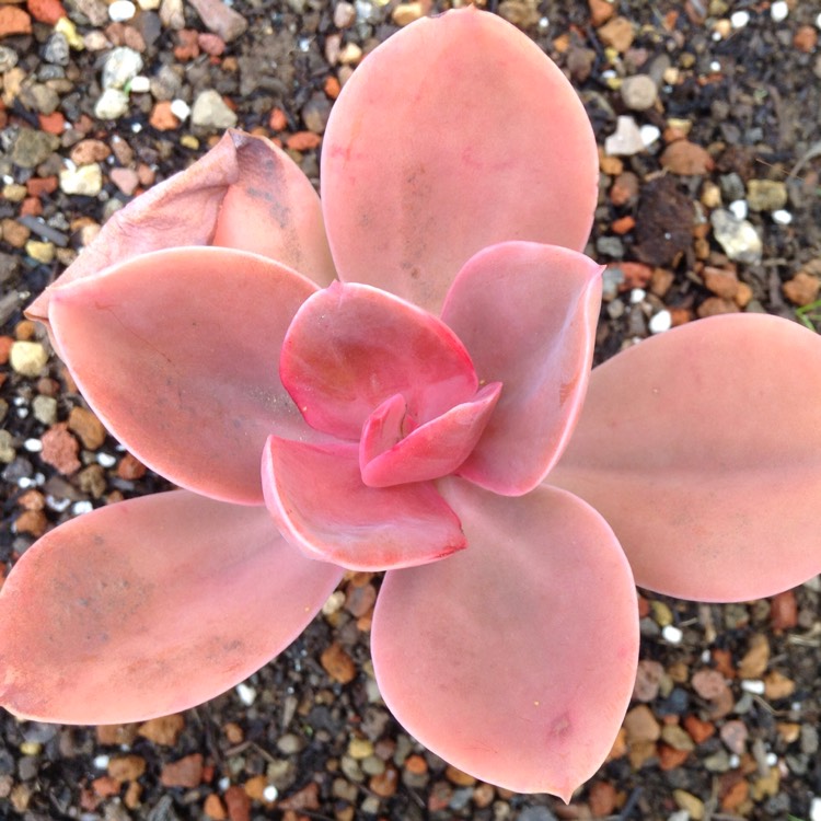 Plant image Echeveria Decora