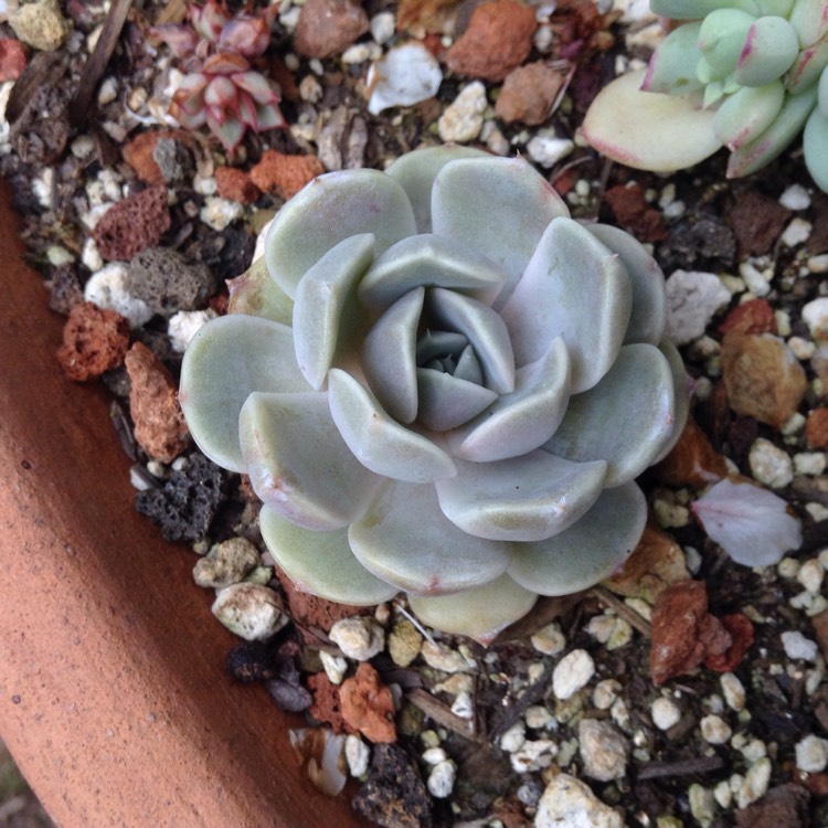 Plant image Echeveria Tynie Burger