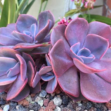 Echeveria Dusty Rose