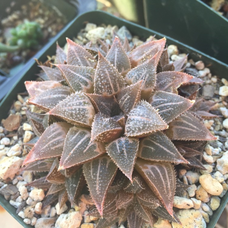 Plant image Haworthia emelyae var. major