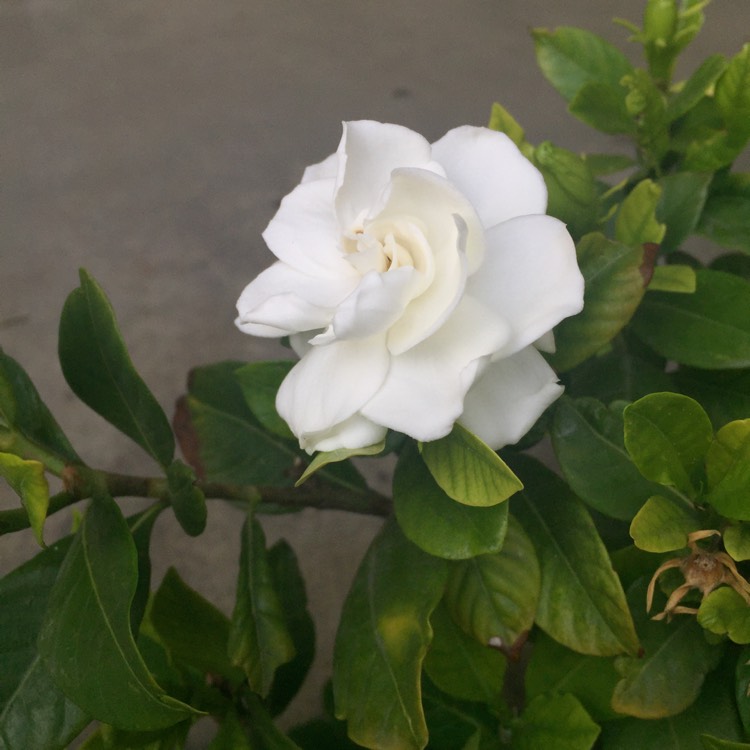 Plant image Gardenia jasminoides 'Veitchii'