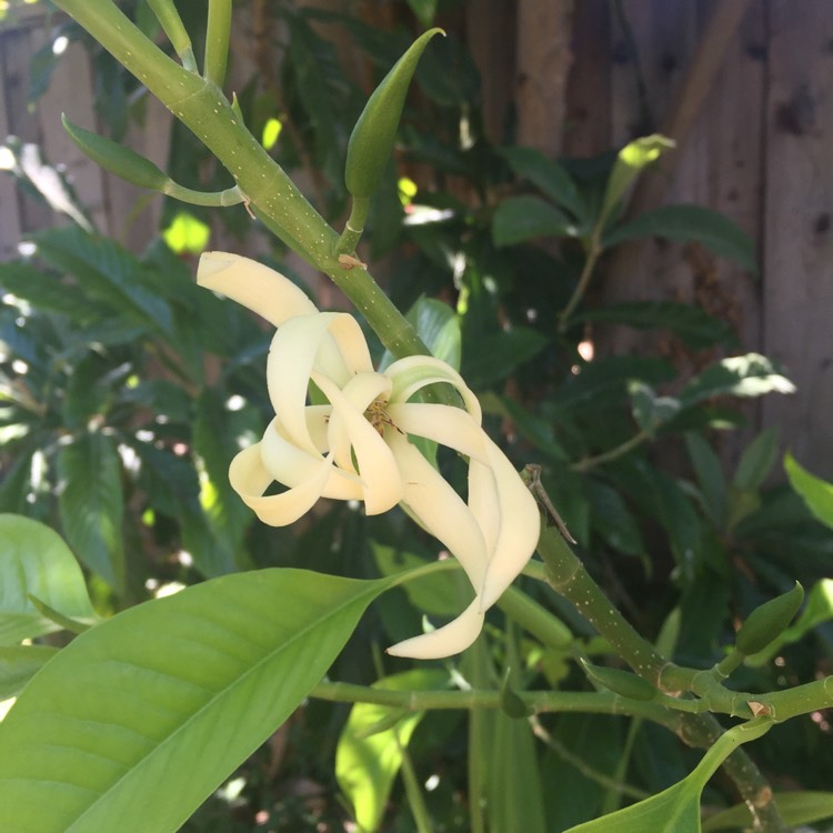 Plant image Michelia Alba