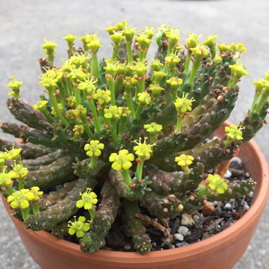 Euphorbia Flanaganii