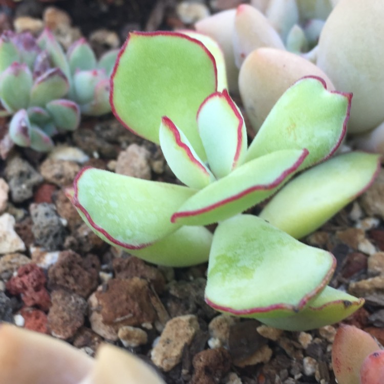 Plant image Cotyledon Papillaris