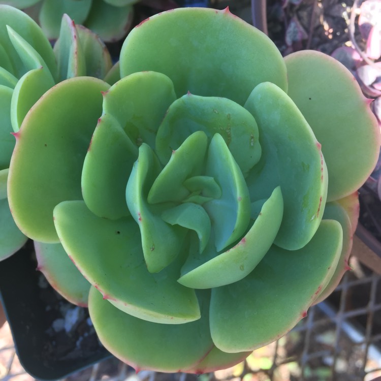 Plant image Echeveria Peach Pride