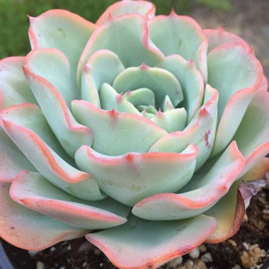 Echeveria Atlantis