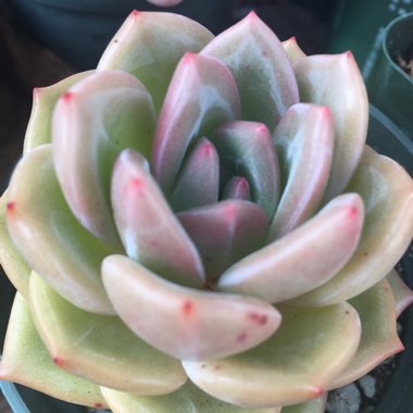 Echeveria Champagne