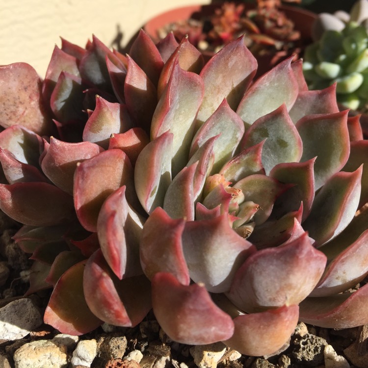 Plant image Echeveria Dark Ice