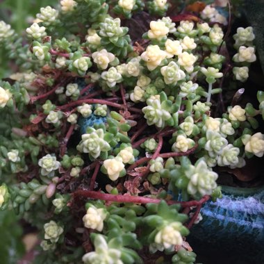 Sedum Anglicum