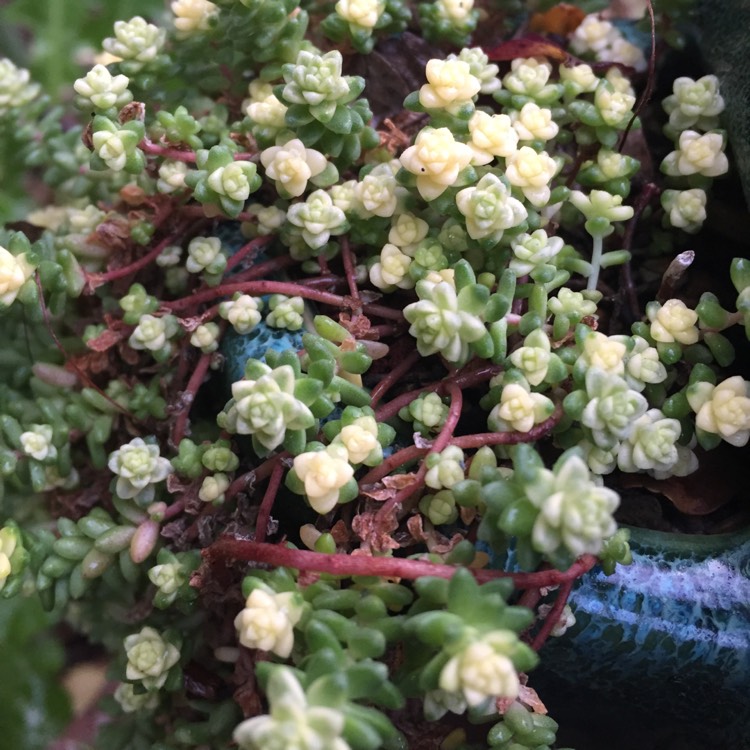 Plant image Sedum Anglicum