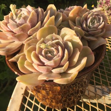 Echeveria Blue Surprise