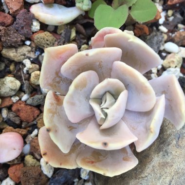 Echeveria Doppler