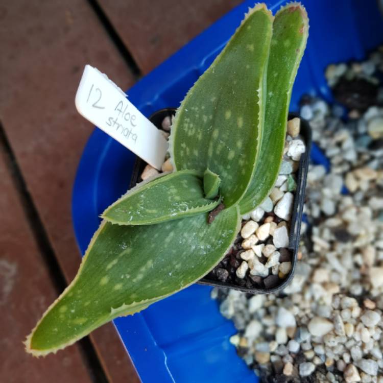 Plant image Aloe Striata