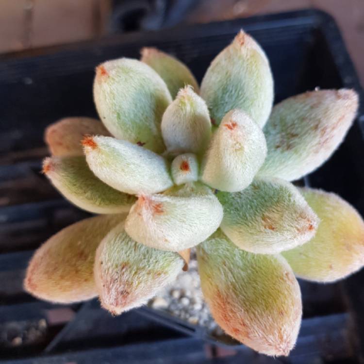 Plant image Echeveria Leucotricha