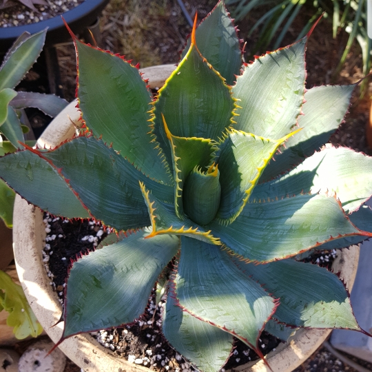 Plant image Agave guadalajarana x colimana