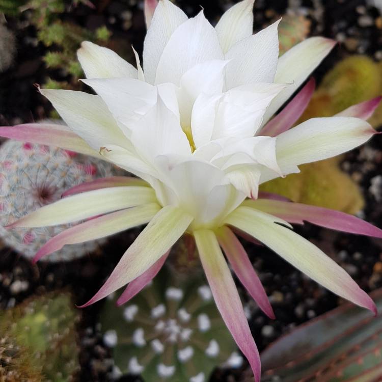 Plant image Echinopsis calochlora