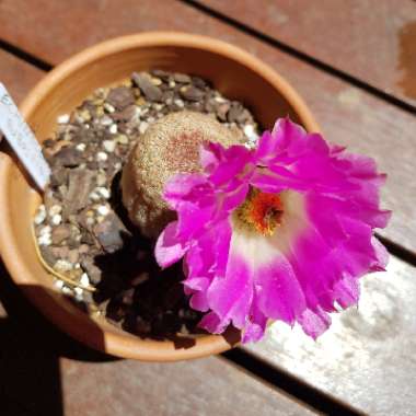 Rainbow Cactus