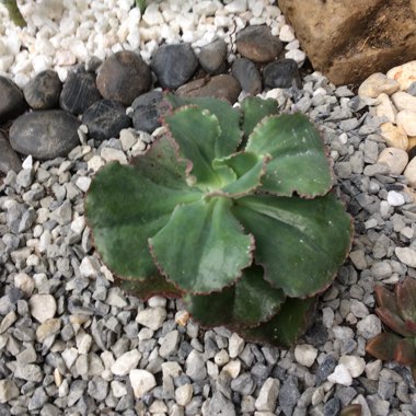 Echeveria Dick's Pink