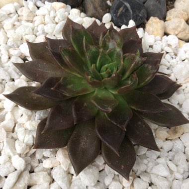 Echeveria Black Prince