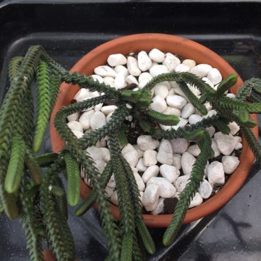 Crassula muscosa