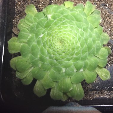 Aeonium Tabuliforme Variegata