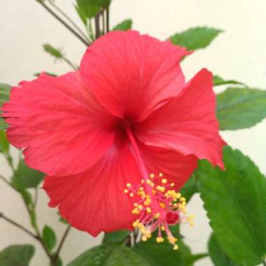 Tropical Hibiscus