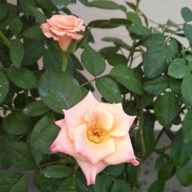 Rose (Hybrid Tea)