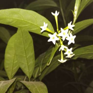 Night-blooming Jasmine