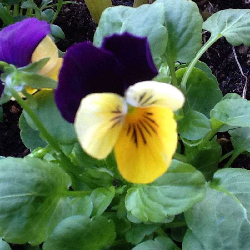 Plant image Viola cornuta 'Rocky Mickey'