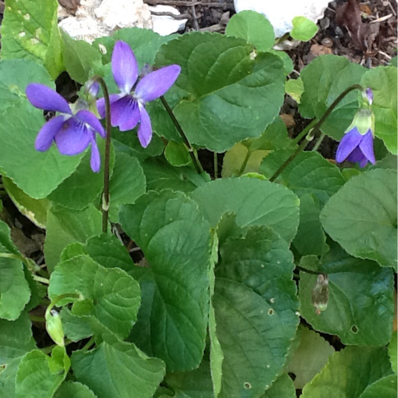 Plant image Viola riviniana 'Rosea'