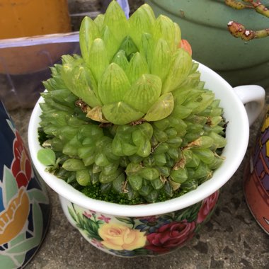 Haworthia 'Cathedral Window'