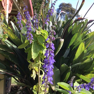 Plectranthus Barbatus