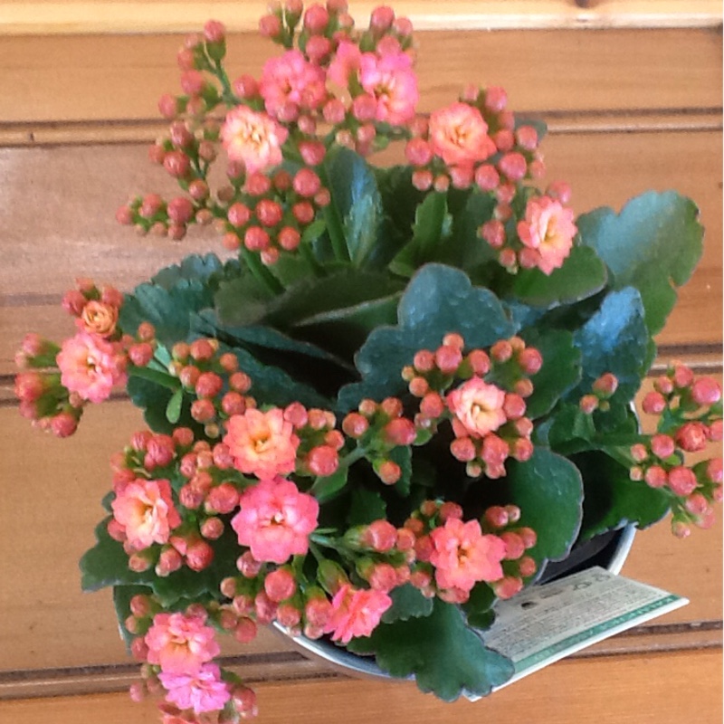 Kalanchoe Blossfeldiana