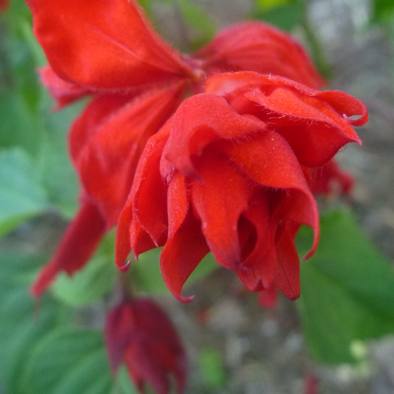 Salvia