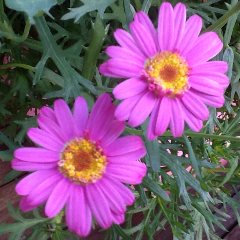 Plant image Argyranthemum frutescens 'Comet Pink'