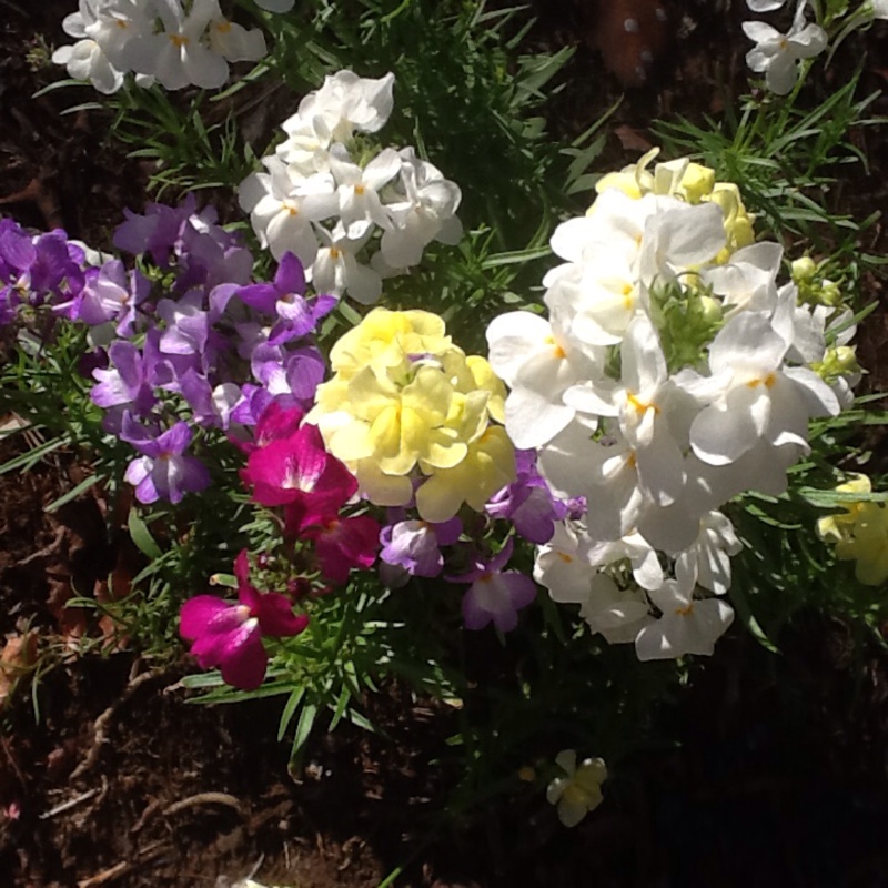 Linaria vulgaris 'Butter and eggs'