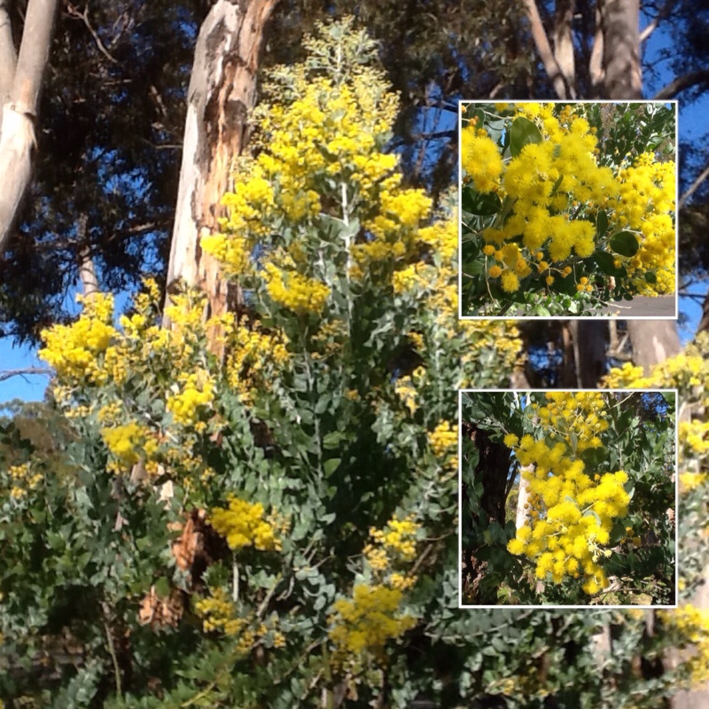 Acacia podalyriifolia