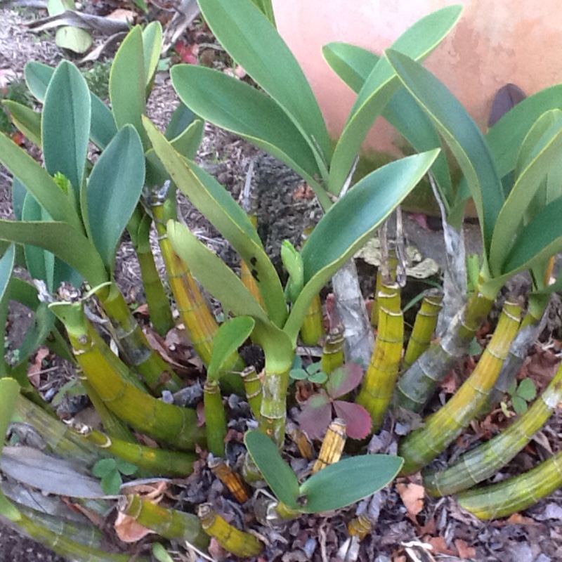 Dendrobium speciosum