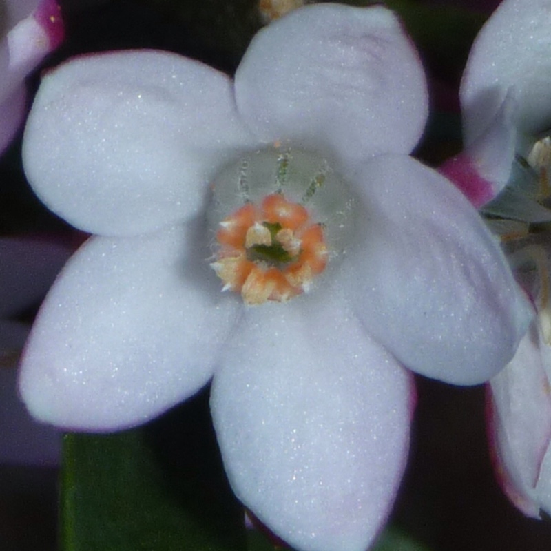 Philotheca myoporoides 'Winter Rouge'