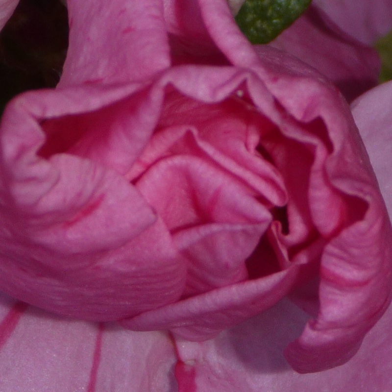 plant image 183404