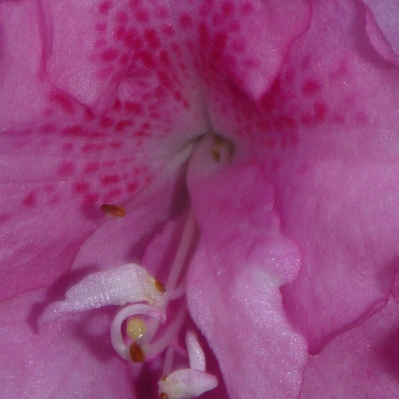 plant image 183410