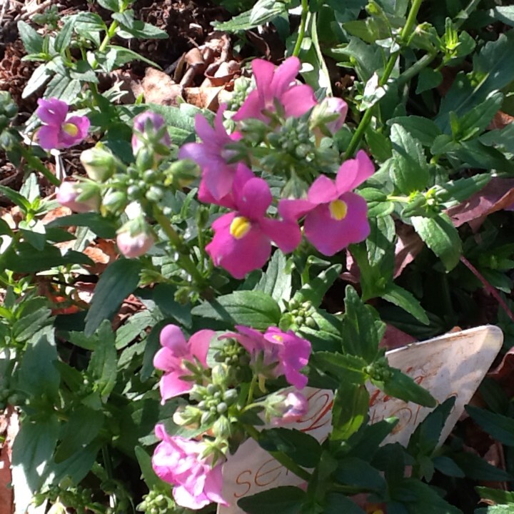 Plant image Nemesia fruticans 'Poetry™ Deep Pink'