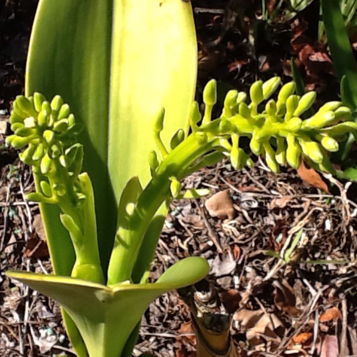 Plant image Dendrobium speciosum