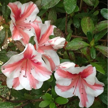 Rhododendron  (Azalea Varieties)