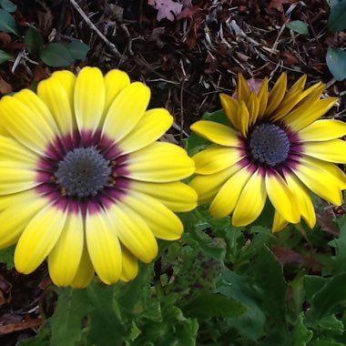 Osteospermum 'Serenity Blue Eyed Beauty'