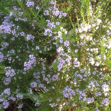 Coleonema pulchrum syn. Diosma