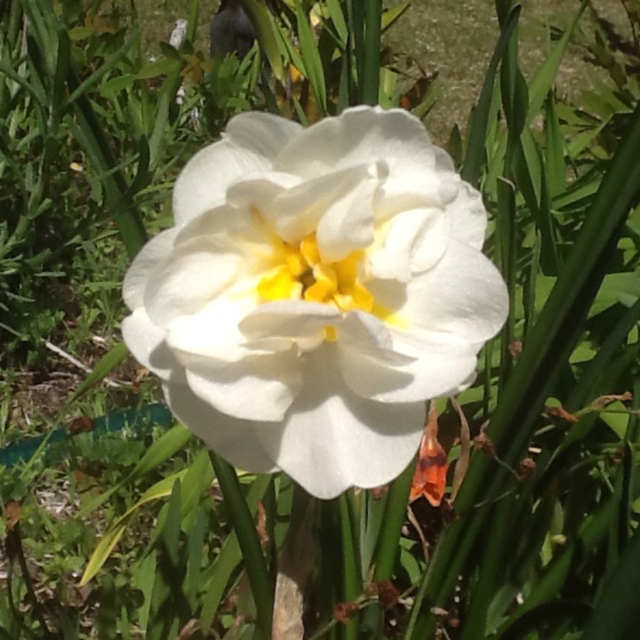 Plant image Narcissus