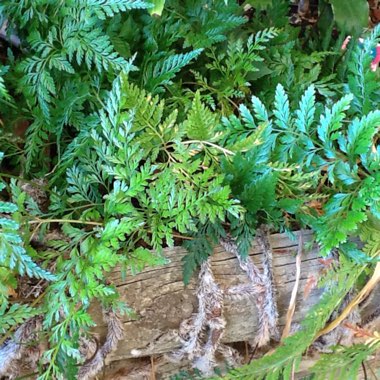 Dryopteris